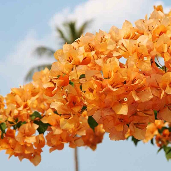 Bougainvillier – Image 2