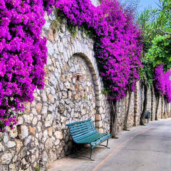 Bougainvillier – Image 3