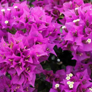 Bougainvillier