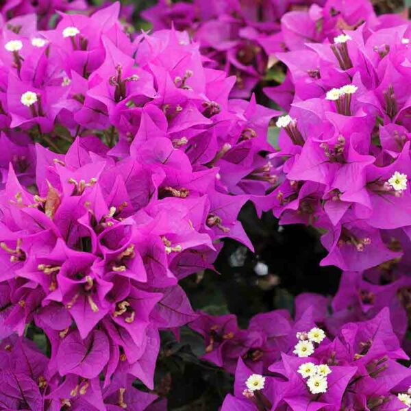 Bougainvillier