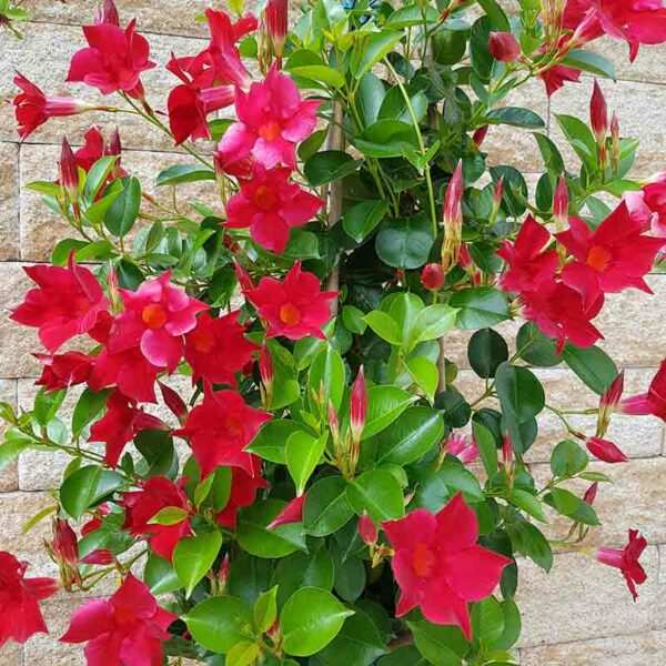 Dipladénia – Image 3