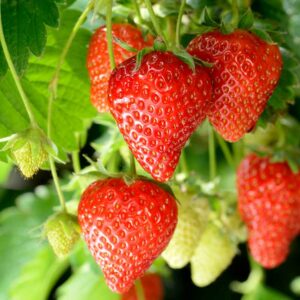 Fraisier
