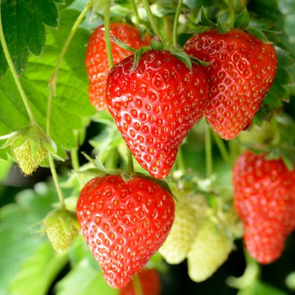 Fraisier