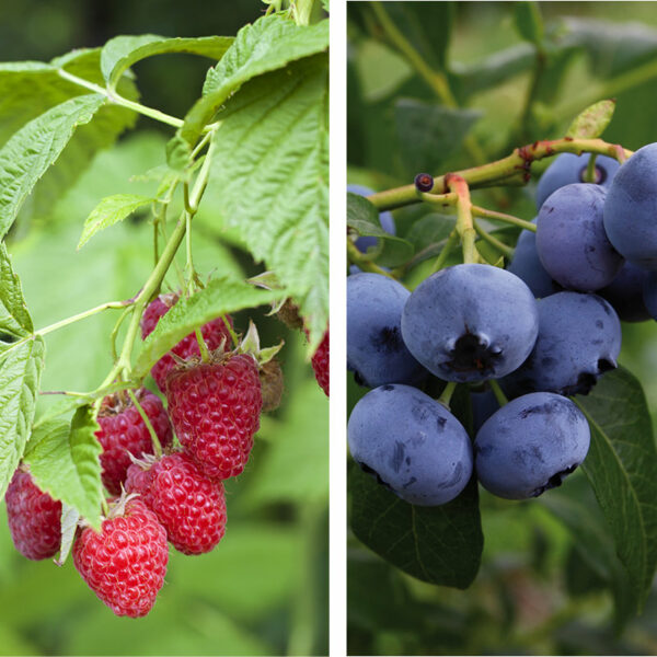 Framboisiers & Myrtilliers
