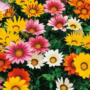 Gazania