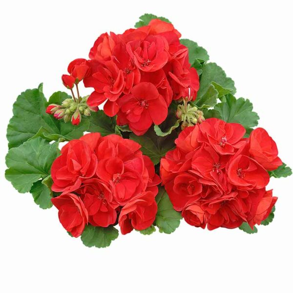 Géranium zonal – Image 5