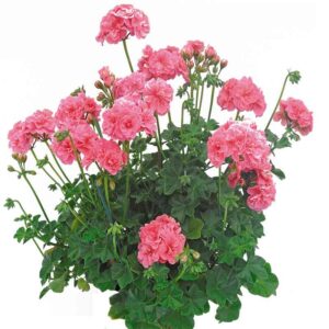 Géranium zonal