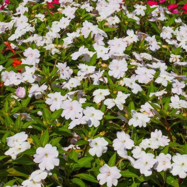 Impatiens – Image 2