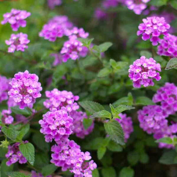 Lantana – Image 2