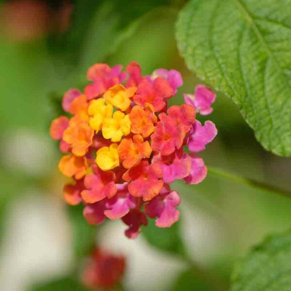 Lantana – Image 5
