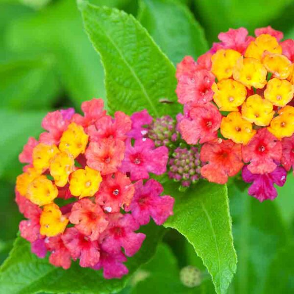 Lantana – Image 3