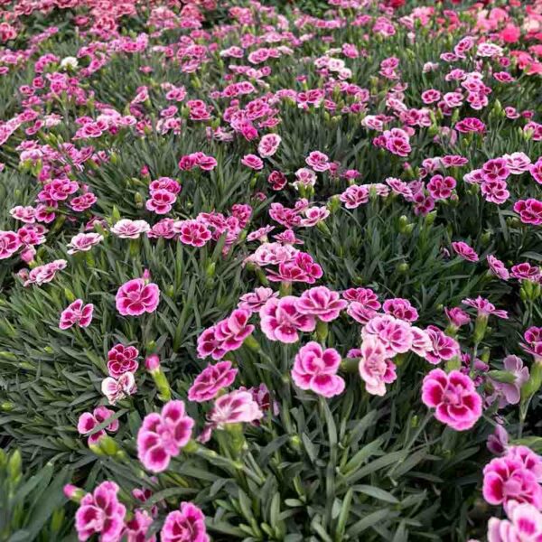 Œillet des fleuristes – Image 2