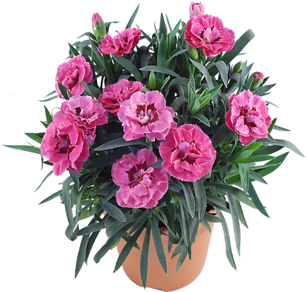 Œillet des fleuristes