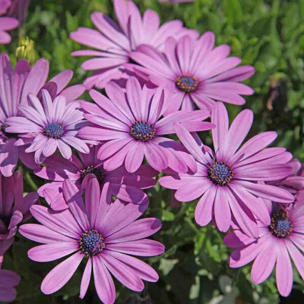 Ostéospermum – Image 2