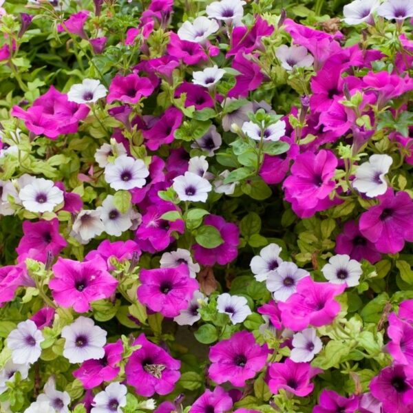 Petunia nain à fleurs moyennes