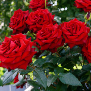 Rosier