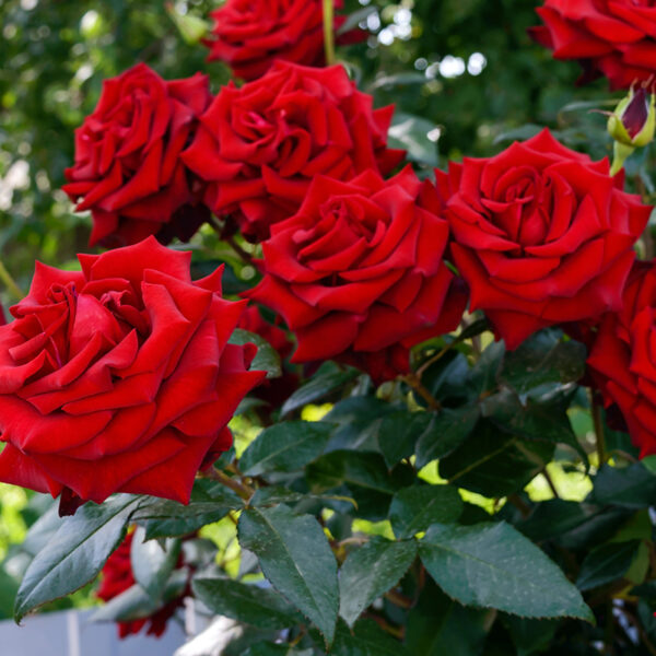 Rosier