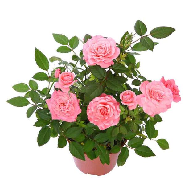 Rosier – Image 3
