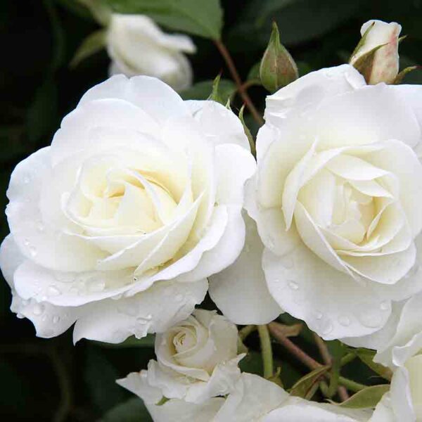 Rosier – Image 2