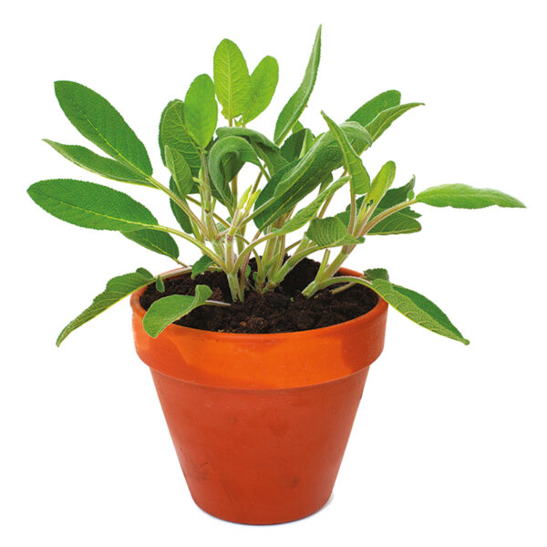 Aromatiques – Image 3