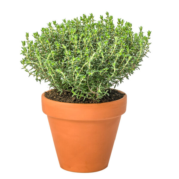 Aromatiques – Image 2