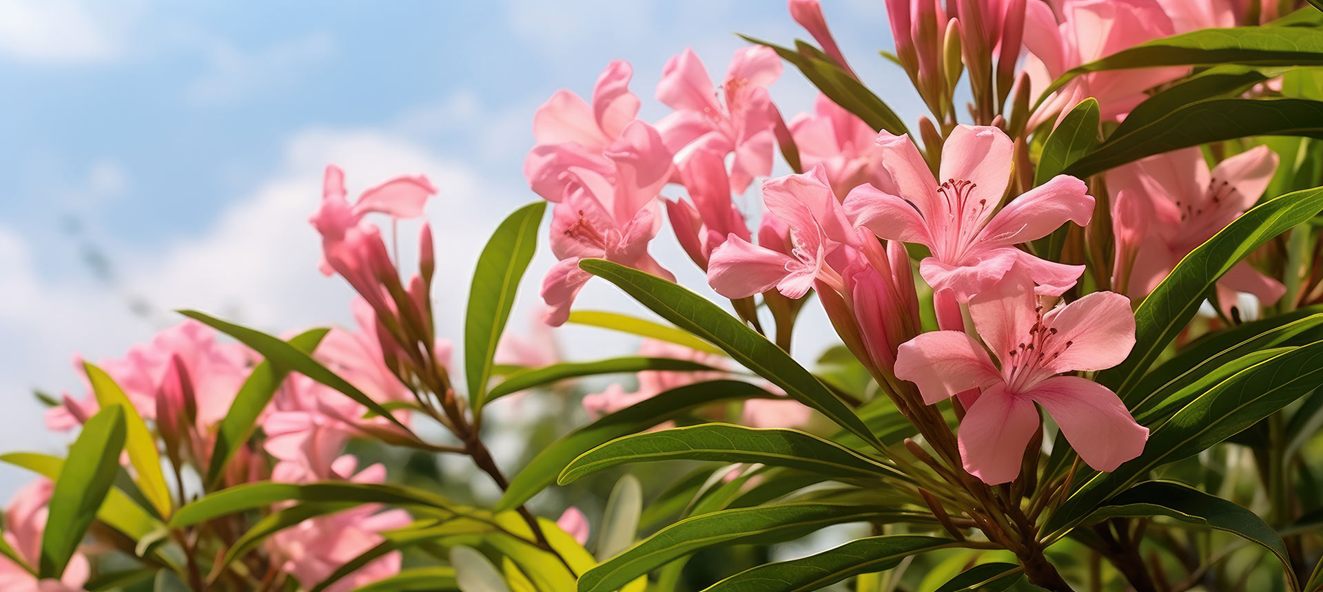 Laurier rose – Image 3