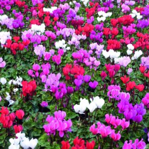 Cyclamen