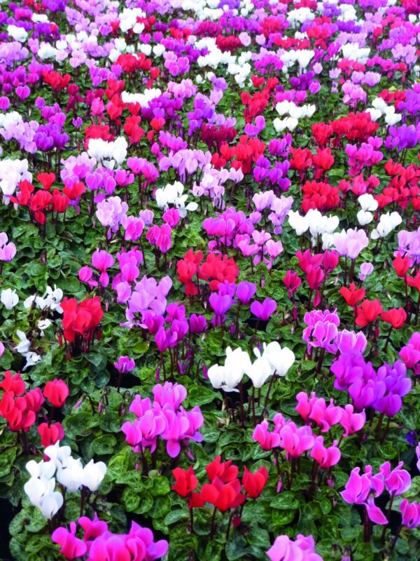 Cyclamen