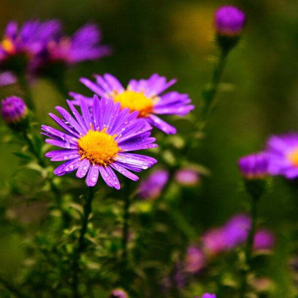 Aster – Image 2