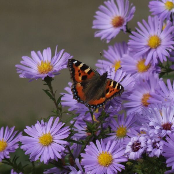 Aster – Image 3