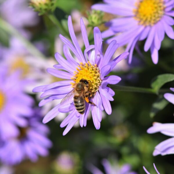 Aster – Image 4