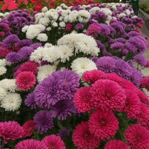 Aster