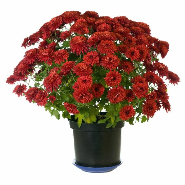 Chrysanthème – Image 3