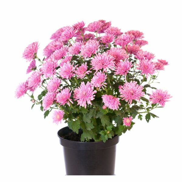 Chrysanthème – Image 2