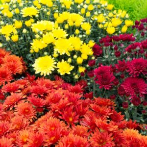 Chrysanthème