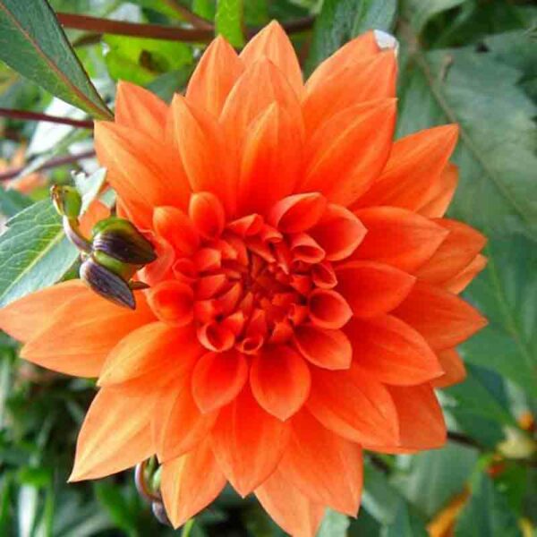 Dahlia – Image 3