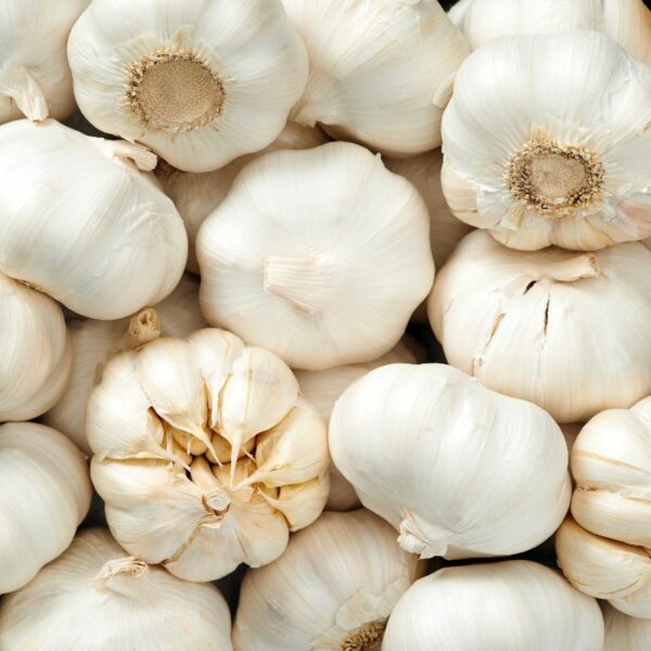 Ail blanc – Image 3