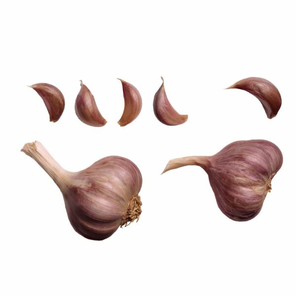 Ail violet – Image 2