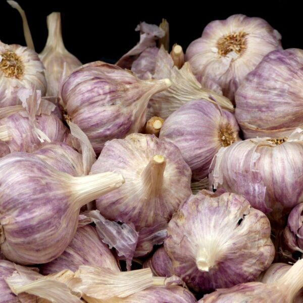 Ail violet
