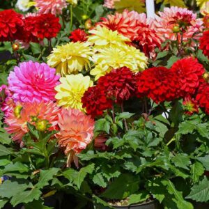 Dahlia