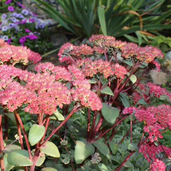 Sedum – Image 2