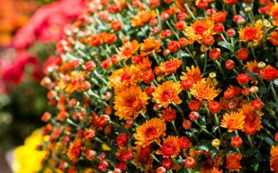 Novembre au jardin : 10 fleurs et plantes à planter absolument pour un printemps éclatant