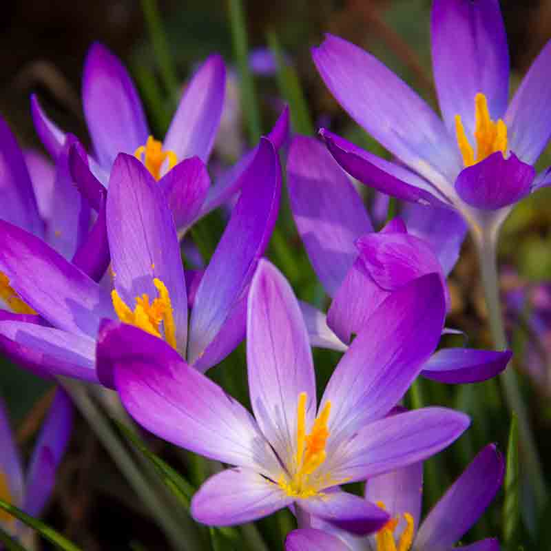 Crocus – Image 7