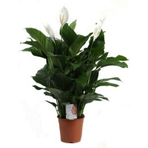 Spathiphyllum - Fleur de Lune