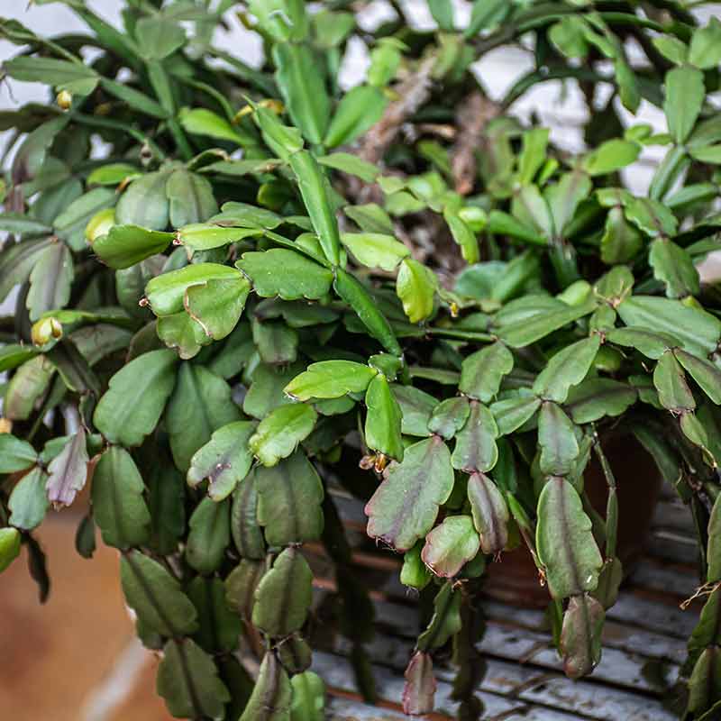 Cactus de Noël – Image 5