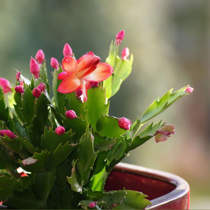 Cactus de Noël – Image 4