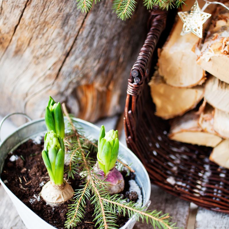 Jacinthe en pot – Image 2