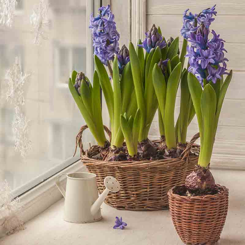 Jacinthe en pot – Image 3