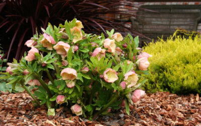 Janvier au jardin : le guide complet pour préparer un printemps éclatant