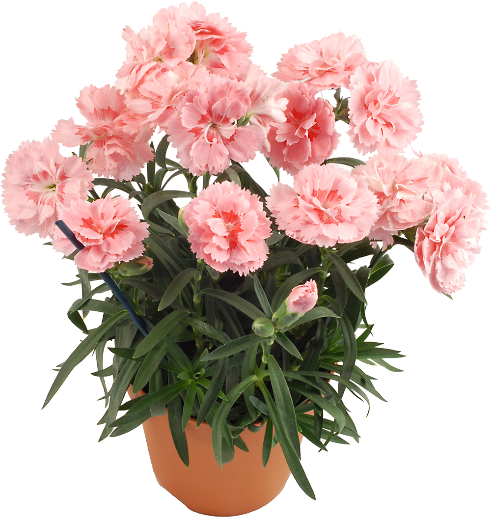 Œillet des fleuristes – Image 3